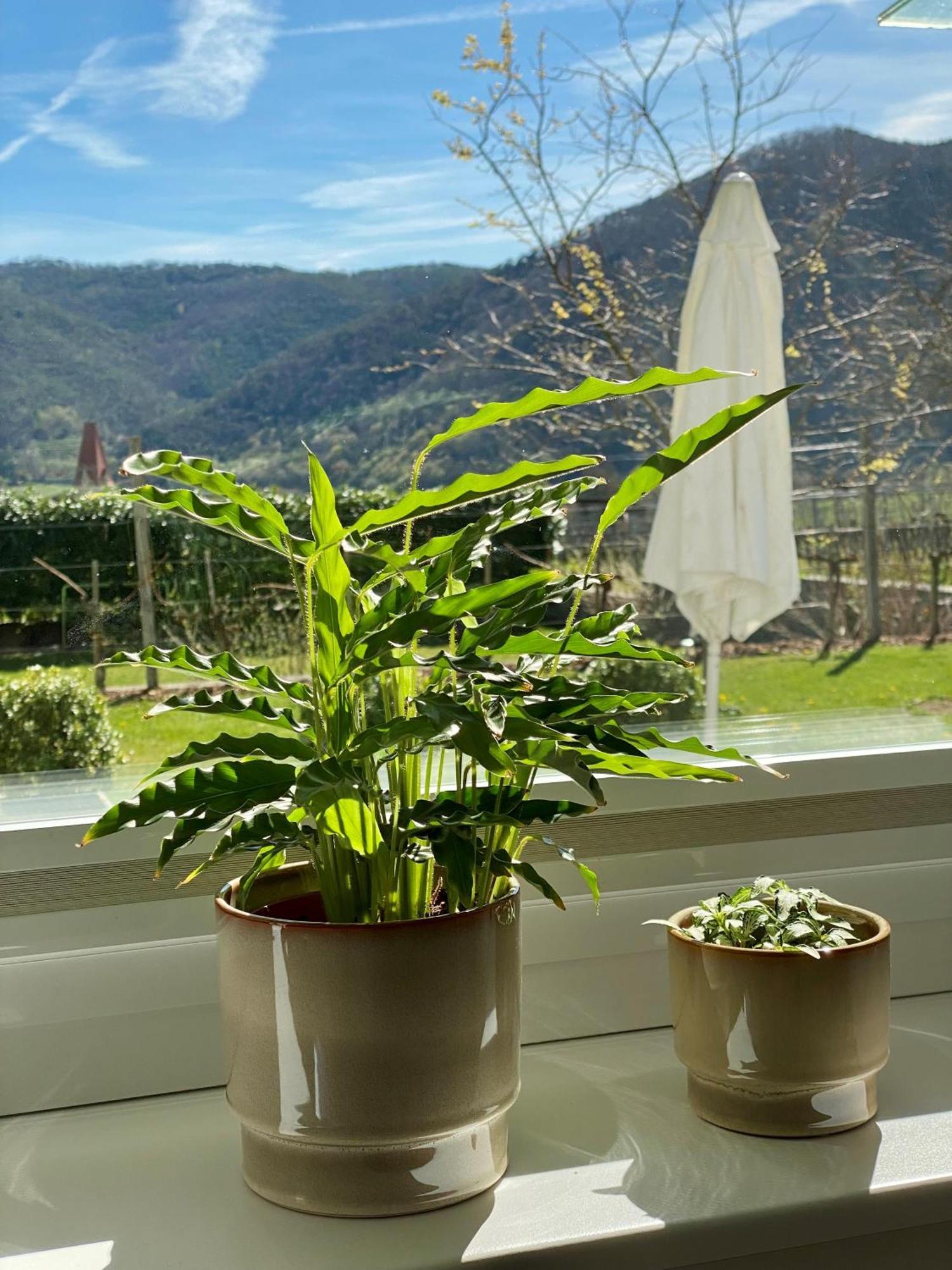 Wachaulodge Weissenkirchen in der Wachau Exterior foto